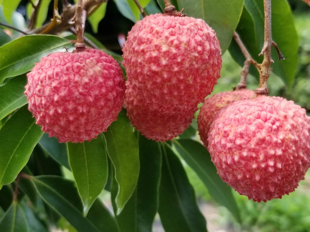 鹿児島県 ライチ 生産